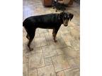 Adopt Maze a Black - with Tan, Yellow or Fawn Doberman Pinscher / Mixed dog in