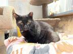Adopt Pennsylvania a All Black Domestic Shorthair / Mixed (short coat) cat in