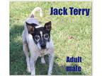 Adopt Jack Terry a Gray/Blue/Silver/Salt & Pepper Jack Russell Terrier / Mixed