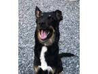 Adopt Macy a Black - with Tan, Yellow or Fawn German Shepherd Dog / Mixed dog in