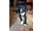 Adopt Bacardi a Black - with White Husky / American Staffordshire Terrier /