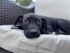 Adopt Effie a Black - with White Patterdale Terrier (Fell Terrier) / Mixed dog