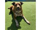 Adopt Tex a Australian Cattle Dog / Mixed dog in Jupiter, FL (35609815)