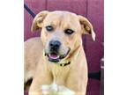 Adopt WINSTON IS A WINNER a Labrador Retriever / Mixed dog in richmond