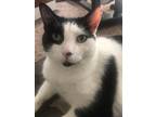Adopt Maya a Black & White or Tuxedo Domestic Shorthair (short coat) cat in