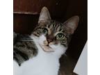 Adopt Maisey a Tiger Striped Domestic Shorthair (short coat) cat in St.