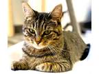 Adopt Queenie a Domestic Shorthair / Mixed (short coat) cat in Clinton
