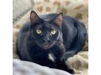 Adopt Boo a All Black Domestic Shorthair / Mixed cat in Decorah, IA (37799809)