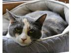 Adopt Garland a Calico or Dilute Calico Domestic Shorthair / Mixed (short coat)