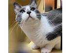 Adopt Coral a Gray or Blue Domestic Shorthair (short coat) cat in Greenburgh