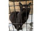 Adopt Baby Mew a Domestic Shorthair / Mixed (short coat) cat in Coshocton