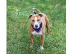Adopt Kirby a Terrier (Unknown Type, Medium) / Boxer / Mixed dog in Unionville