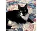 Adopt Hallie a Black & White or Tuxedo Domestic Shorthair / Mixed (short coat)