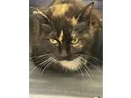 Adopt Summer a Calico or Dilute Calico Domestic Shorthair / Mixed (short coat)