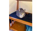 Adopt Paisley a Domestic Shorthair / Mixed (short coat) cat in Bourbonnais