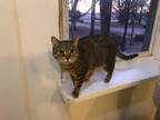 Adopt Lillian a Domestic Shorthair / Mixed (short coat) cat in Bourbonnais