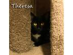 Adopt Theresa a Black & White or Tuxedo American Shorthair / Mixed (short coat)