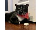 Adopt Barnaby a All Black Domestic Shorthair / Mixed cat in Port Richey