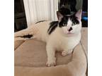 Adopt Nino Gordito (and Mega Stuf Oreo) a Black & White or Tuxedo Domestic