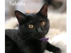 Adopt Tabitha a All Black Domestic Shorthair / Mixed cat in St.