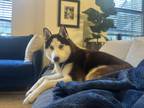 Adopt Zeus a Brown/Chocolate - with White Alaskan Malamute / Husky / Mixed dog