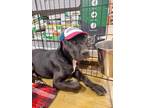 Adopt Malachi-Boy #5 a Black - with White Labrador Retriever / Terrier (Unknown