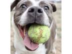 Adopt Lacey a Brown/Chocolate - with White Pit Bull Terrier / Mixed dog in
