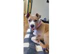 Adopt Peaches a Tan/Yellow/Fawn - with White Pit Bull Terrier / Mixed dog in