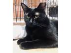 Adopt Ridgeleigh a All Black Domestic Shorthair / Mixed (short coat) cat in St.