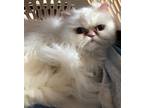 Adopt Brandy Sue a White Persian / Mixed (long coat) cat in St.