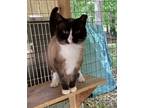 Adopt Mando a Siamese / Mixed (short coat) cat in Columbia, SC (37806531)