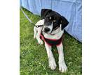 Adopt Theo a Tricolor (Tan/Brown & Black & White) Rat Terrier / Beagle / Mixed