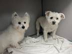 Adopt Blanca & Nila: Fees Sponsored! a White Schnauzer (Miniature) / Mixed dog