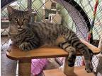 Adopt Sully a Gray, Blue or Silver Tabby Domestic Shorthair (short coat) cat in