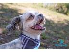 Adopt Wizard a White - with Gray or Silver Shih Tzu / Mixed dog in Cape Coral