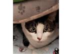 Adopt Kim a Brown Tabby Domestic Shorthair / Mixed (short coat) cat in Trenton