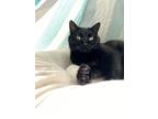 Adopt Kitty a Black (Mostly) Domestic Mediumhair / Mixed (medium coat) cat in