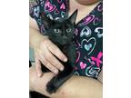 Adopt Kenzo a All Black Domestic Shorthair / Mixed (short coat) cat in Margate