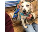 Adopt FRANKIE a Tan/Yellow/Fawn - with White Beagle / Mixed dog in Ventnor City