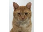 Adopt Tang a Orange or Red (Mostly) Domestic Shorthair / Mixed (short coat) cat