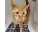Adopt Cheezit a Orange or Red Domestic Shorthair / Mixed cat in Leesburg