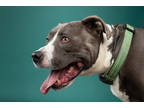 Adopt Packer a Gray/Blue/Silver/Salt & Pepper American Pit Bull Terrier / Mixed