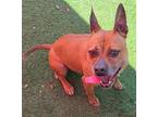 Adopt Cookie - $75 Adoption Fee Diamond Dog a Tan/Yellow/Fawn Boxer / Pit Bull