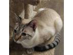 Adopt Stanley (SL) a Tan or Fawn (Mostly) Siamese / Mixed (short coat) cat in