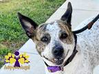 Adopt Kailani a White Mixed Breed (Large) / Australian Cattle Dog / Mixed dog in