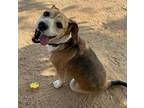 Adopt Rock Star a Tricolor (Tan/Brown & Black & White) Beagle / Mixed dog in