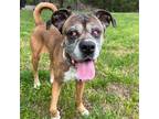 Adopt Petunia a Brown/Chocolate - with White Boxer / Mixed dog in Chantilly