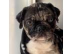 Pug Puppy for sale in Skokie, IL, USA