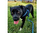 Adopt Angel a Black Mixed Breed (Large) / Mixed dog in Greenville, KY (37936555)