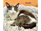 Adopt Dustie a Domestic Shorthair / Mixed cat in St. George, UT (31391360)